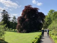 9. Reisetag – Spaziergang im Coole Park – Autograph Tree