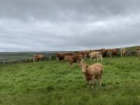8. Reisetag – Wanderung im Burren vom Ballinalacken Castle nach Fanore