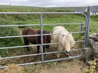8. Reisetag – Wanderung im Burren vom Ballinalacken Castle nach Fanore