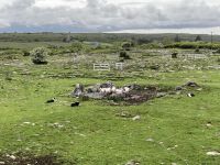 8. Reisetag – Besuch auf der Caherconnell Sheep Farm