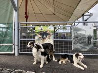 8. Reisetag – Besuch auf der Caherconnell Sheep Farm