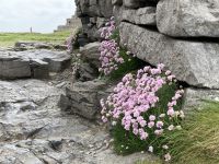 6. Reisetag – Wanderung auf den Aran Islands – Steinfort „Dun Aengus“