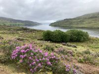 7. Reisetag – Fotostopp am Killary Harbour