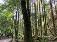 10. Reisetag – Ring of Kerry – Spaziergang vom Torc Waterfall zum Muckross House