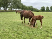 11. Reisetag – Irish National Stud – Irisches Nationalgestüt bei Kildare