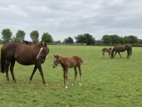 11. Reisetag – Irish National Stud – Irisches Nationalgestüt bei Kildare