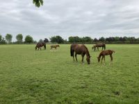11. Reisetag – Irish National Stud – Irisches Nationalgestüt bei Kildare