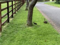 11. Reisetag – Irish National Stud – Irisches Nationalgestüt bei Kildare – Entenmama mit Kindern