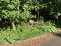 12. Reisetag – Wanderung in Glendalough – Damwild-Hirschkuh