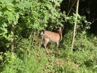 12. Reisetag – Wanderung in Glendalough – Damwild-Hirschkuh