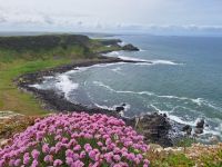 Giants Causeway