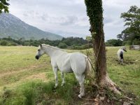 7. Reisetag – Besuch der Kylemore Abbey – Connemara-Ponys