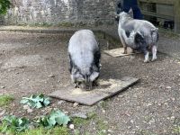 7. Reisetag – Besuch der Kylemore Abbey – Schweinefütterung