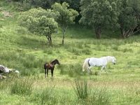 7. Reisetag – Wanderung im Connemara-Nationalpark – Connemara-Ponys