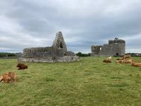 8. Reisetag – Ausflug in den Burren und zu den Klippen – Kilmacduagh Abbey