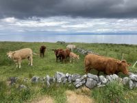 8. Reisetag – Ausflug in den Burren und zu den Klippen – Wanderung auf dem Burren Way