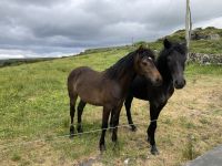 8. Reisetag – Ausflug in den Burren und zu den Klippen – Wanderung auf dem Burren Way