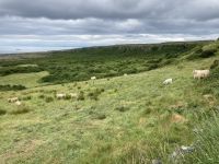 8. Reisetag – Ausflug in den Burren und zu den Klippen – Wanderung auf dem Burren Way