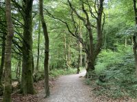 9. Reisetag – Von Gort nach Tralee – Spaziergang im Coole Park