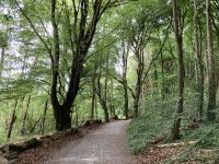 9. Reisetag – Von Gort nach Tralee – Spaziergang im Coole Park