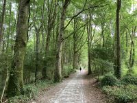 9. Reisetag – Von Gort nach Tralee – Spaziergang im Coole Park