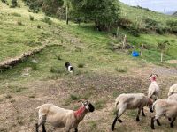 10. Reisetag – Ring of Kerry – Besuch beim Schäfer Tom