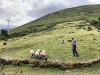 10. Reisetag – Ring of Kerry – Besuch beim Schäfer Tom
