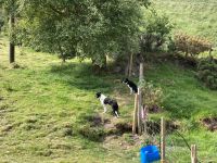 10. Reisetag – Ring of Kerry – Besuch beim Schäfer Tom