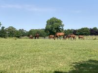 11. Reisetag – Von der West- an die Ostküste – Irisches Nationalgestüt – Stuten und Fohlen