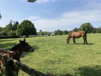 11. Reisetag – Von der West- an die Ostküste – Irisches Nationalgestüt – Stuten und Fohlen