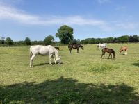 11. Reisetag – Von der West- an die Ostküste – Irisches Nationalgestüt – Stuten und Fohlen