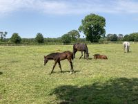 11. Reisetag – Von der West- an die Ostküste – Irisches Nationalgestüt – Stuten und Fohlen