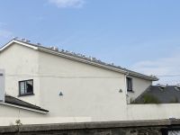 13. Reisetag – Zugfahrt von Greystones nach Dublin – Möwenversammlung in Greystones