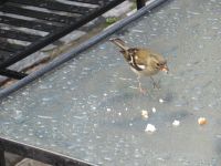  zahme Buchfinken in der Teestube