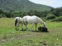  Connemara Ponies