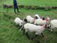 der Hund treibt die Schafe zusammen