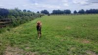 211 – Irland, National Stud, Kildare