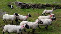 Kells Sheep Farm