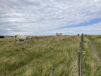 4. Reisetag – Tagesausflug nach Nordirland – zusätzliche Wanderung vom Causeway zum Golfclub