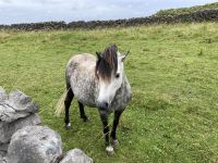 6. Reisetag – Wandern auf den Aran Islands