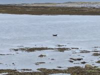 6. Reisetag – Wandern auf den Aran Islands