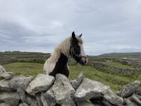 6. Reisetag – Wandern auf den Aran Islands