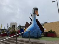 7. Reisetag – Von Leenane nach Gort – Aufenthalt in Galway – riesiger Schwan