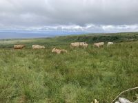 8. Reisetag – Burren & Klippen – Wanderung auf dem Burren Way