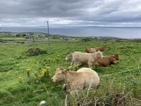 8. Reisetag – Burren & Klippen – Wanderung auf dem Burren Way