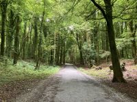 9. Reisetag – Von Gort nach Tralee – „7 Woods Trail“ in Coole Park