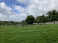 9. Reisetag – Von Gort nach Tralee – „7 Woods Trail“ in Coole Park – Rehe in Coole Park