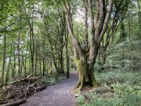 9. Reisetag – Von Gort nach Tralee – „7 Woods Trail“ in Coole Park