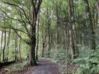 9. Reisetag – Von Gort nach Tralee – „7 Woods Trail“ in Coole Park