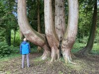 9. Reisetag – Von Gort nach Tralee – „7 Woods Trail“ in Coole Park